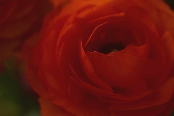 cvijet, ruža, latica, biljka, sjena, makronaredbe, crveni