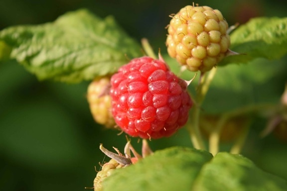 Berry, jídlo, příroda, listy, ovoce, maliny, sweet, dezert