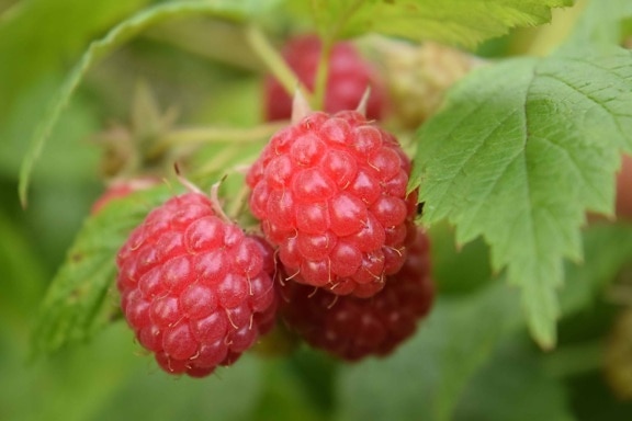 nature, summer, fruit, leaf, berry, delicious, food, raspberry