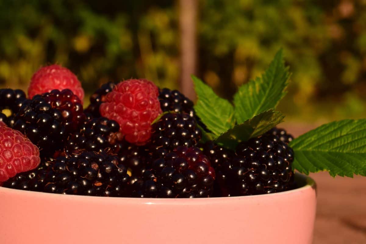 zoet, berry, voedsel, frambozen, heerlijk, blackberry, fruit, kom, buiten