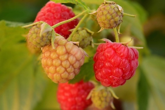 Berry, natur, frukt, hage, deilig, sommer, mat, blad