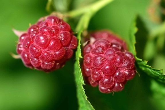 berry, delicious, nature, fruit, summer, food, green leaf, raspberry