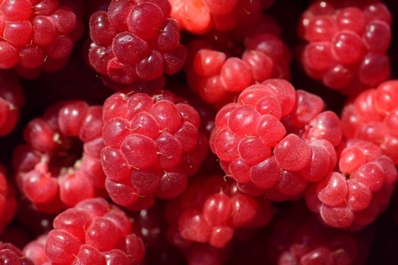 fruit, berry, delicious, diet, sweet, food, nutrition, raspberry
