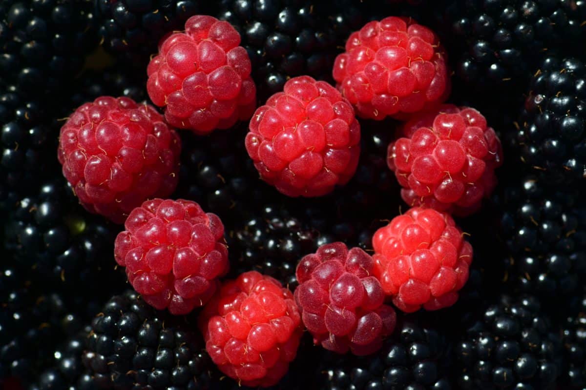 fruit, heerlijke, zoete, food, blackberry, frambozen, bessen
