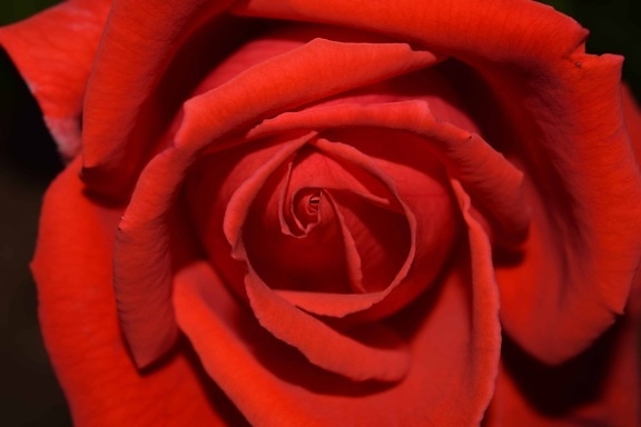 Rose petal, bloem, plant, bloesem, bloei