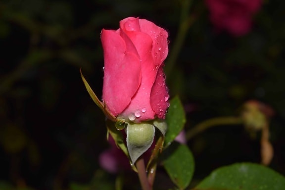 Rosa, kapljica kiše, rose, cvijet, list, priroda, vrt, latica, flore, biljka, cvijet