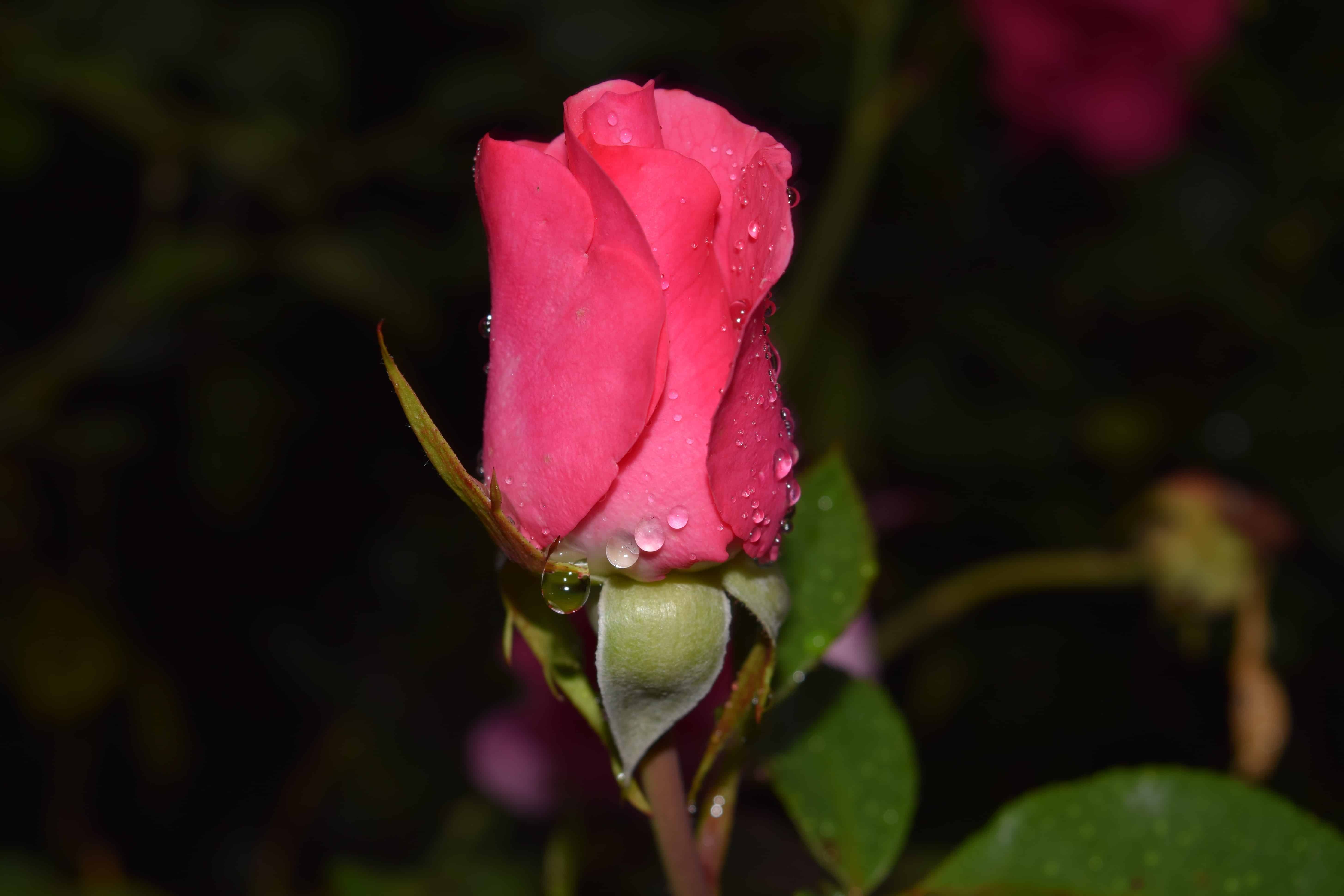 带雨会动的玫瑰花图片图片