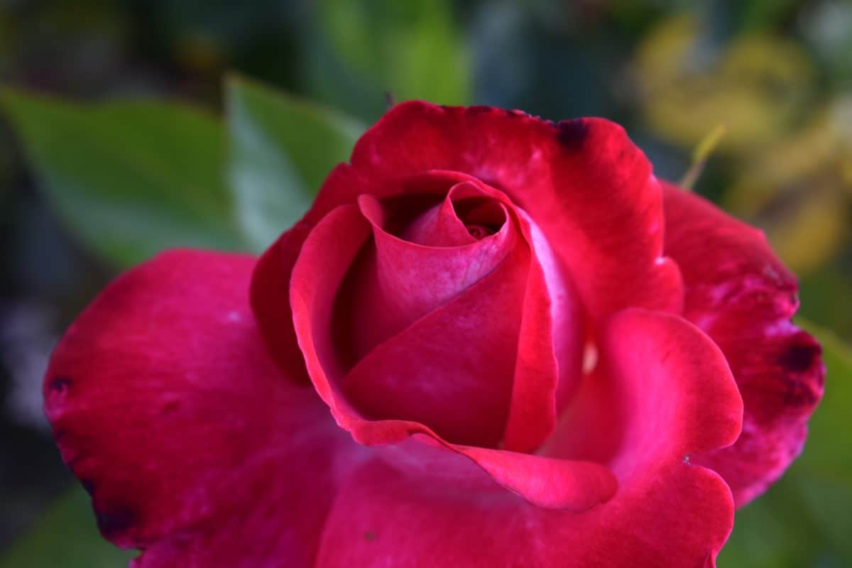 แมกลีบ ฟลอรา สีแดง ดอก ดอกไม้ สวน ดอกกุหลาบ ธรรมชาติ ใบ พืช