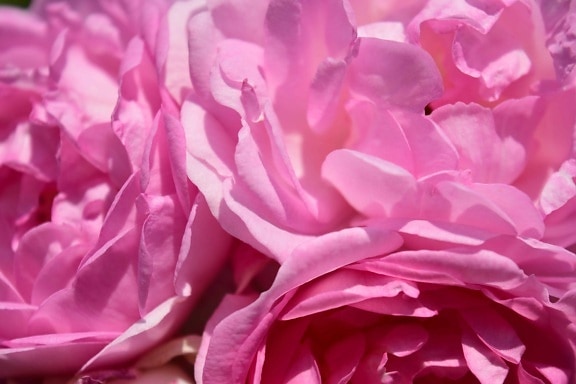 Флора, красивые, природа, цветок, макро, розовый, Лепесток, Роза, завод
