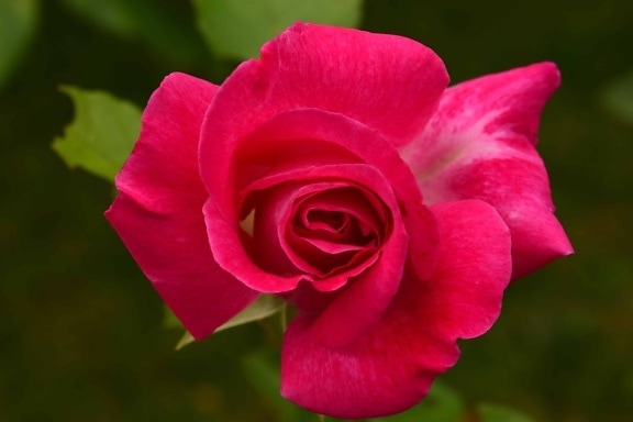 แมโคร ตามฤดูกาล รายละเอียด กุหลาบ กลีบดอก ฟลอรา ดอกไม้สีแดง ธรรมชาติ