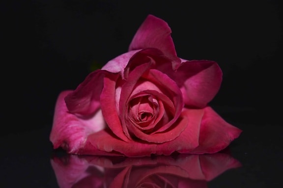 pétala de rosa, sombra, escuro, flora, linda, flor, planta, flor, rosa
