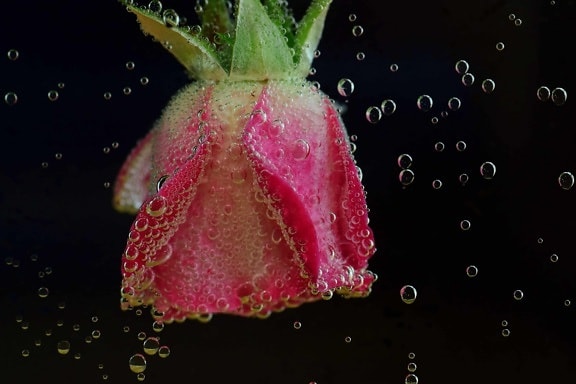 น้ำ ของเหลว กุหลาบ กลีบดอก ดอกไม้ ฟลอรา ฟอง