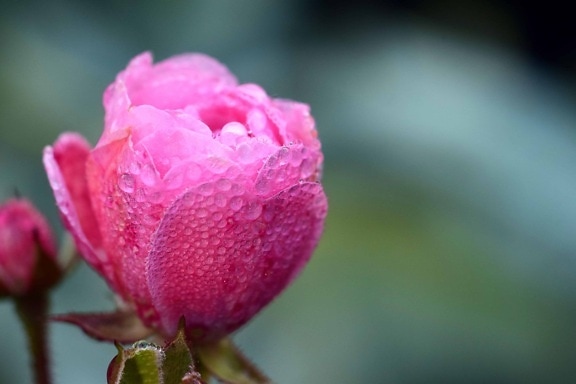Rosa wilgoć, natura, liść, kwiat, róża, Płatek, różowy, roślin, kwiat