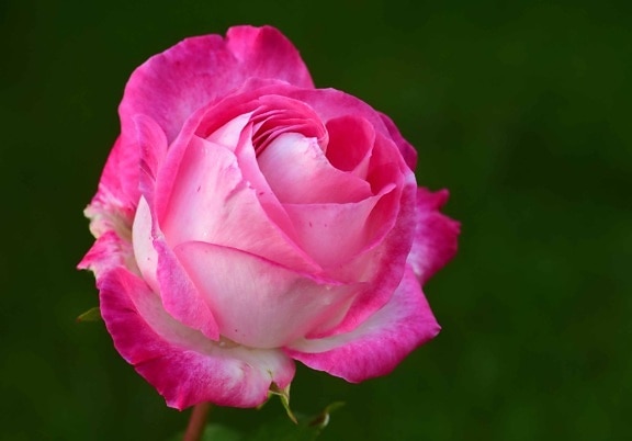Природа Роуз Пелюстка, аркуш, квітка, флора, завод, рожевий, садові