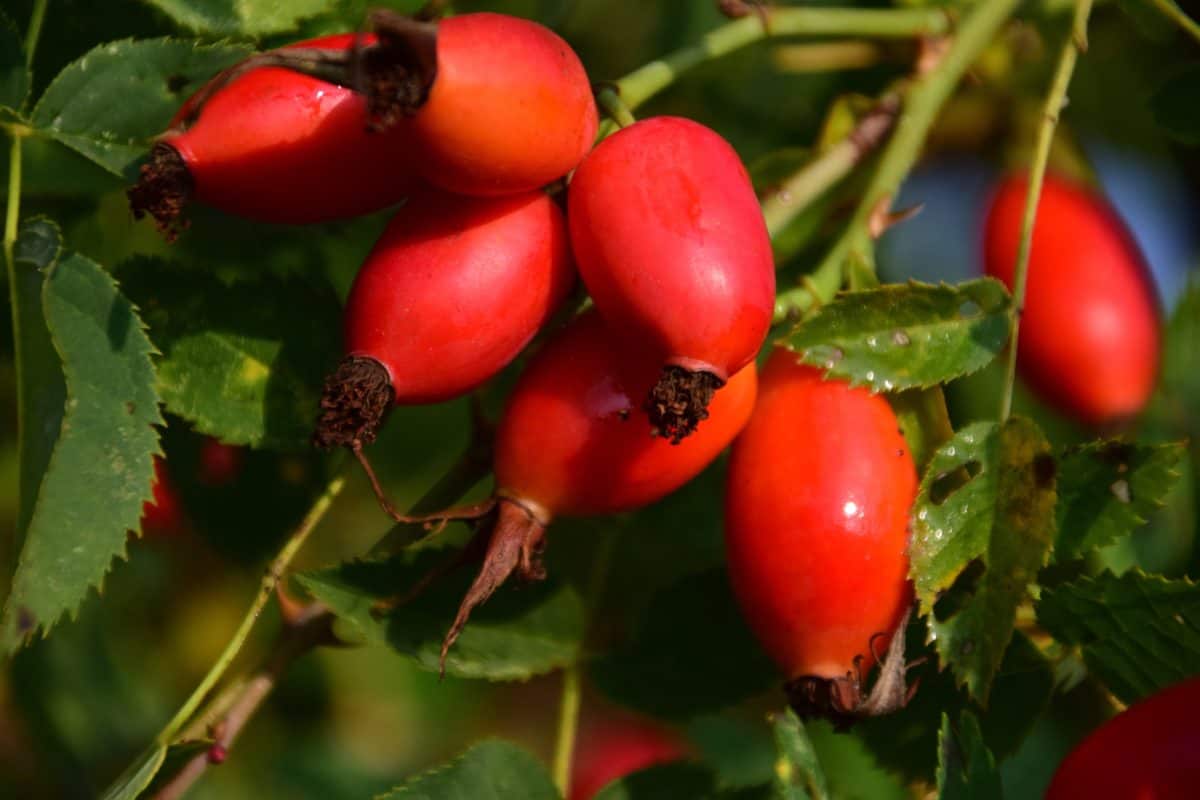 Berry, fruit, bos, blad, plant, voeding, rose hip