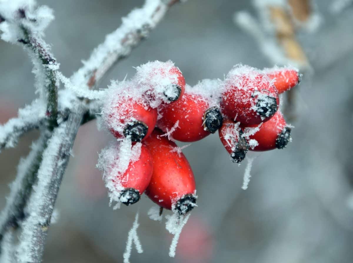 rose hip, branch, winter, frost, cold, fruit, berry