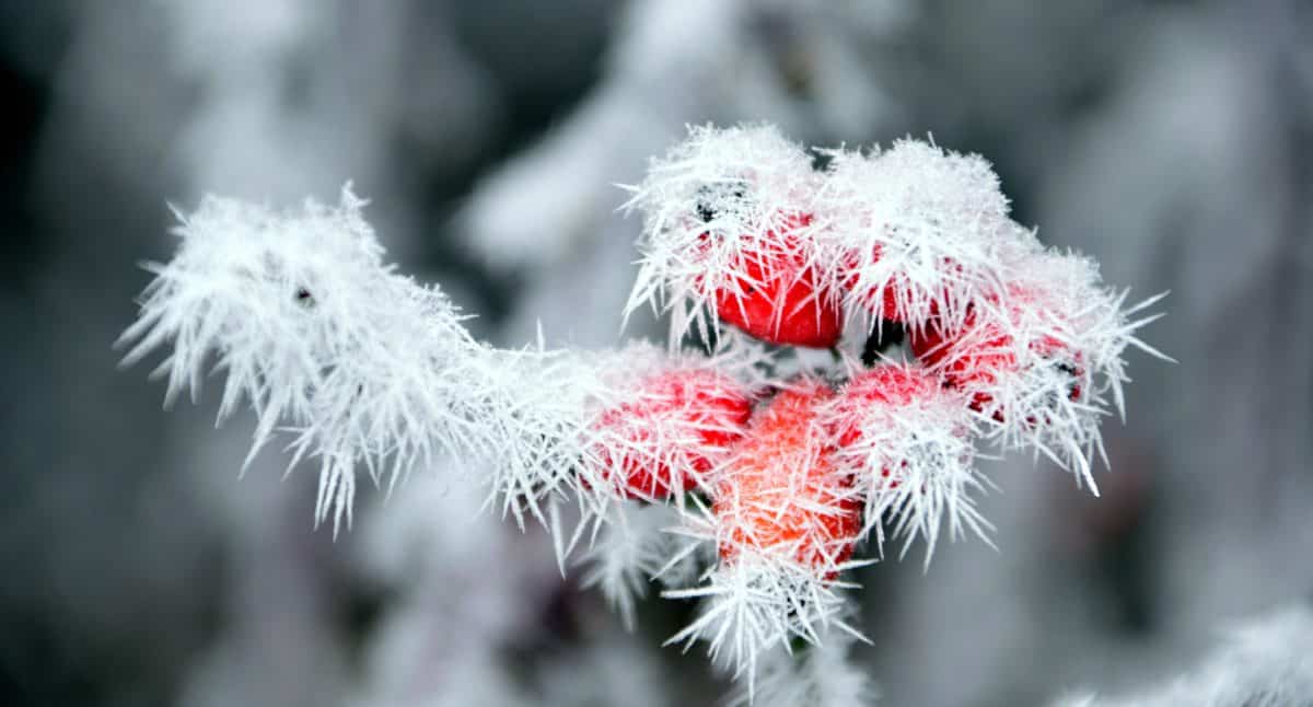 rose hip, nature, frost, snowflake, ice, tree, cold, plant, branch