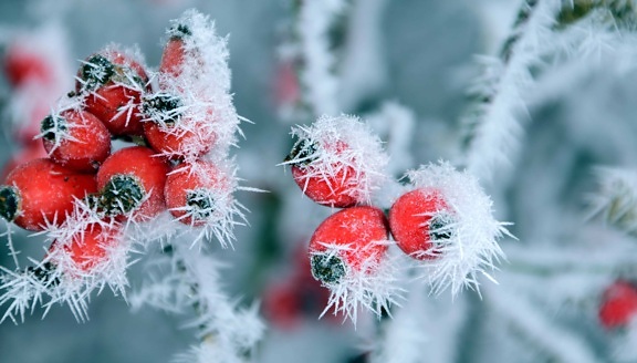 rose hip, nature, tree, cold, plant, branch, frost, snowflake