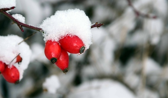 rose hip, nature, tree, winter, snow, cold, plant, branch