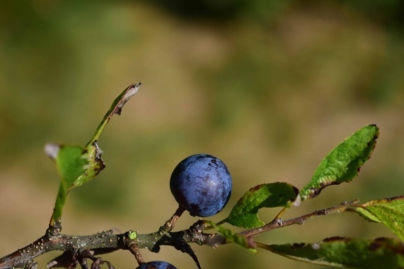 svarta vinbär, träd, natur, blad, frukt, slånbär, berry, gren