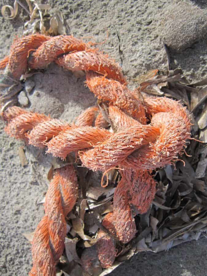 sợi dây thừng, cát, đối tượng, bờ biển, đối tượng, đỏ