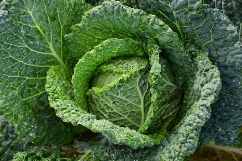 Free picture green leaf, nature, vegetable, flora, food, kale, herb