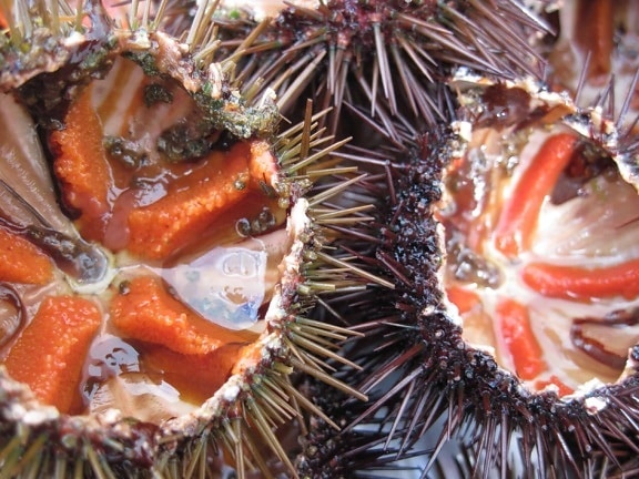Morský ježko, more, thorn, jed, zviera, bezstavovcov