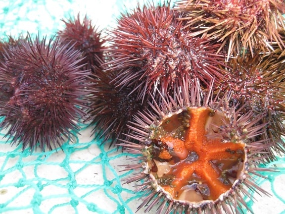 sea urchin, animal, invertebrate, detail, macro, thorn, poison