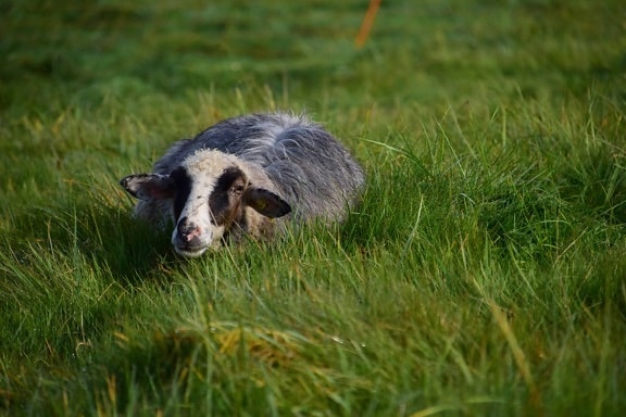 grass, sheep, animal, field, outdoor