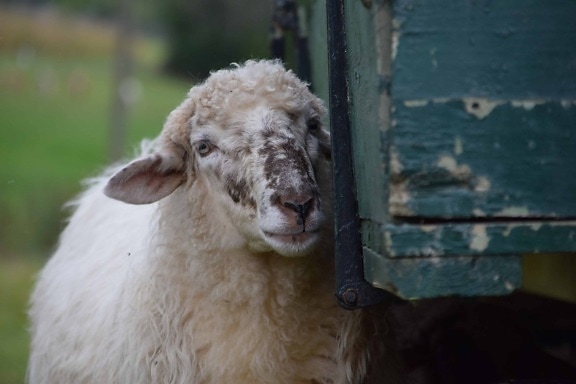 Schafe, Portrait, Tiere, outdoor, Rasen