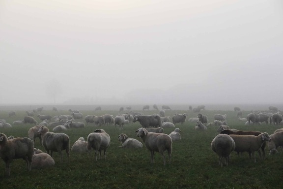 husdyr, tåge, dagslys, besætning, får, græs, landskab, felt