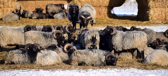 стадо, Мерино овце, едър рогат добитък, животни, животно, земеделие