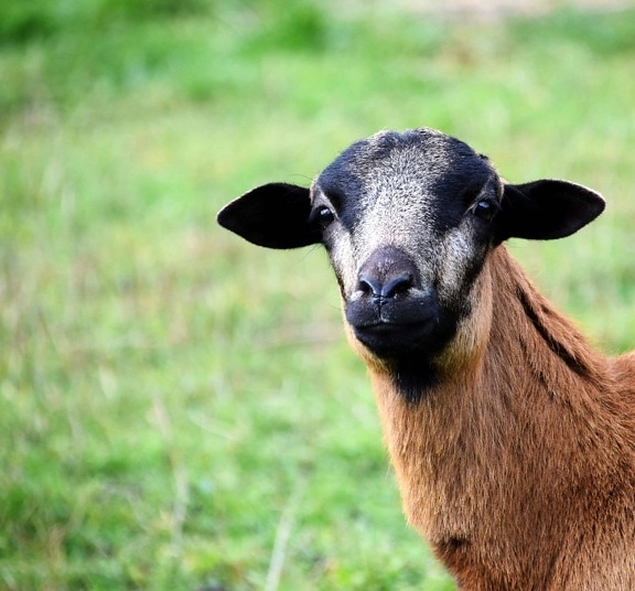 动物, 草, 可爱, 山羊, 农场, 羊毛, 田野