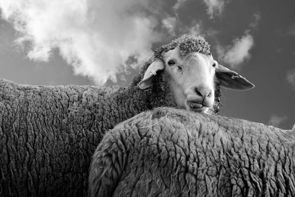 animali, pecore, cielo, bianco e nero, nube, fattoria, lana, campo