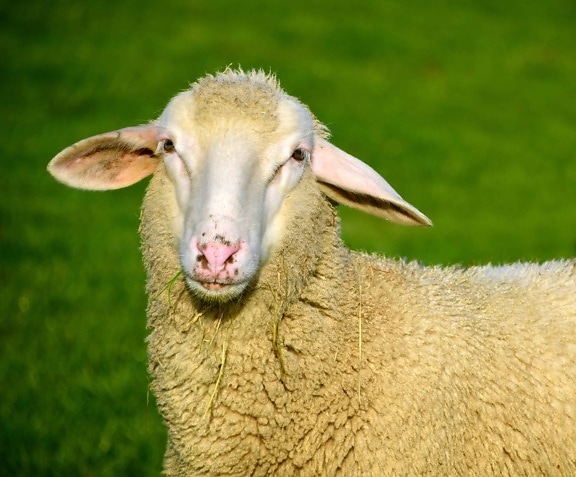 Merino, trawa, zwierząt, przyrody, owiec, zwierząt