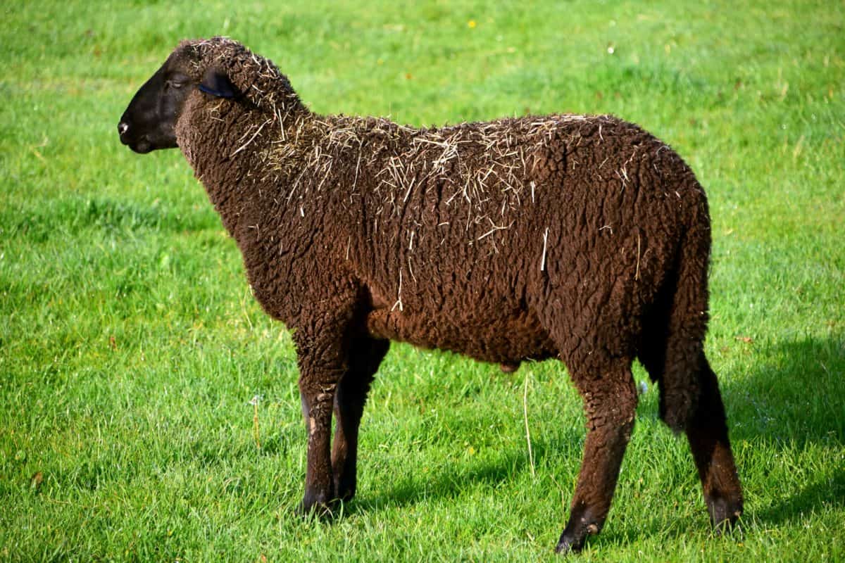 livestock, animal, grass, sheep, agriculture, outdoor