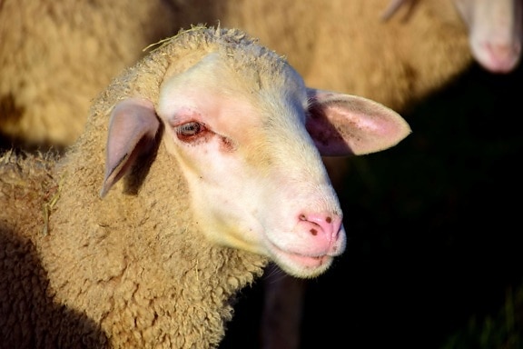 Schafe, Viehzucht, Landwirtschaft, Tier, Landwirtschaft