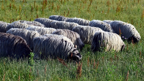 owce, odkryty, pola, natura, trawa