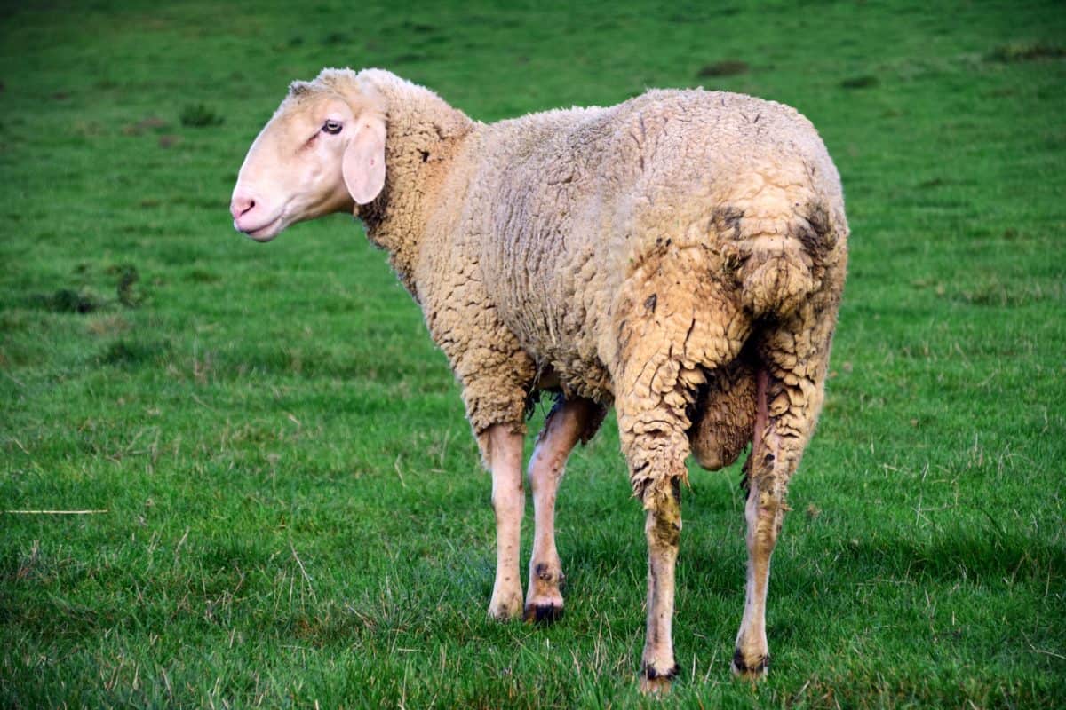 овце, добитък, селското стопанство, животни, трева