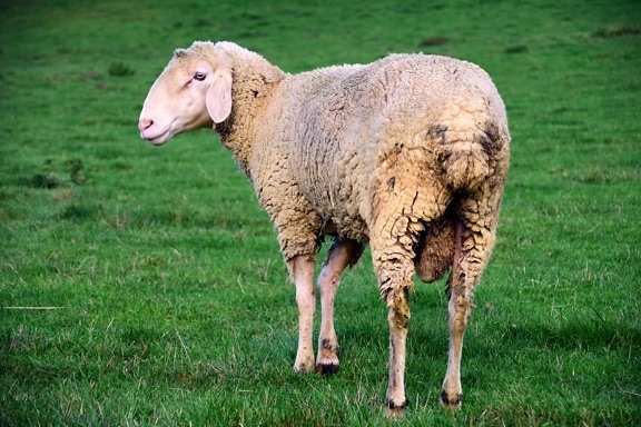 овцы, животноводство, сельское хозяйство, животных, трава