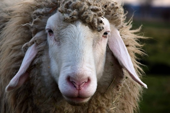 Schafe, Tiere, Natur, Tiere, outdoor, Kopf, Nase