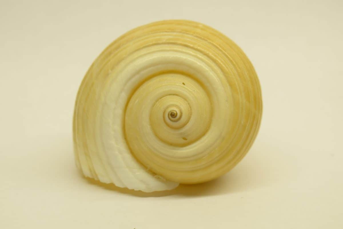 Shell, ślimak, zwierząt bezkręgowych, gastropod