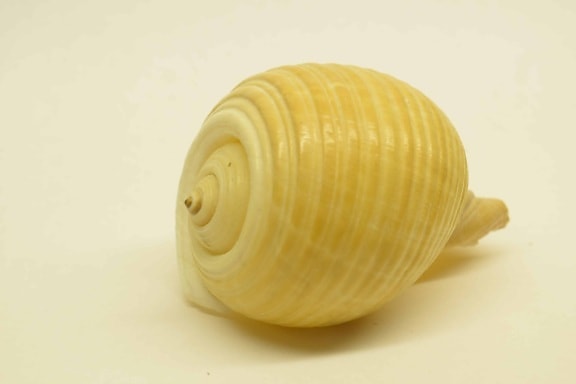 Shell, šnek, bezobratlých, zvíře, lastury, gastropod