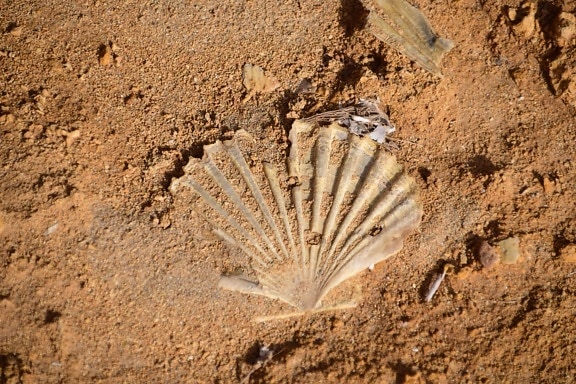 shell, beach, sand, desert, texture, soil