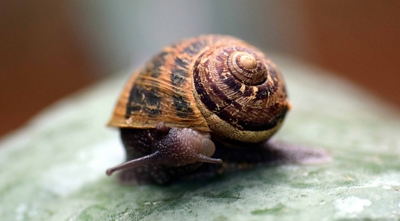animal, invertebrate, brown, shell, nature, snail, gastropod