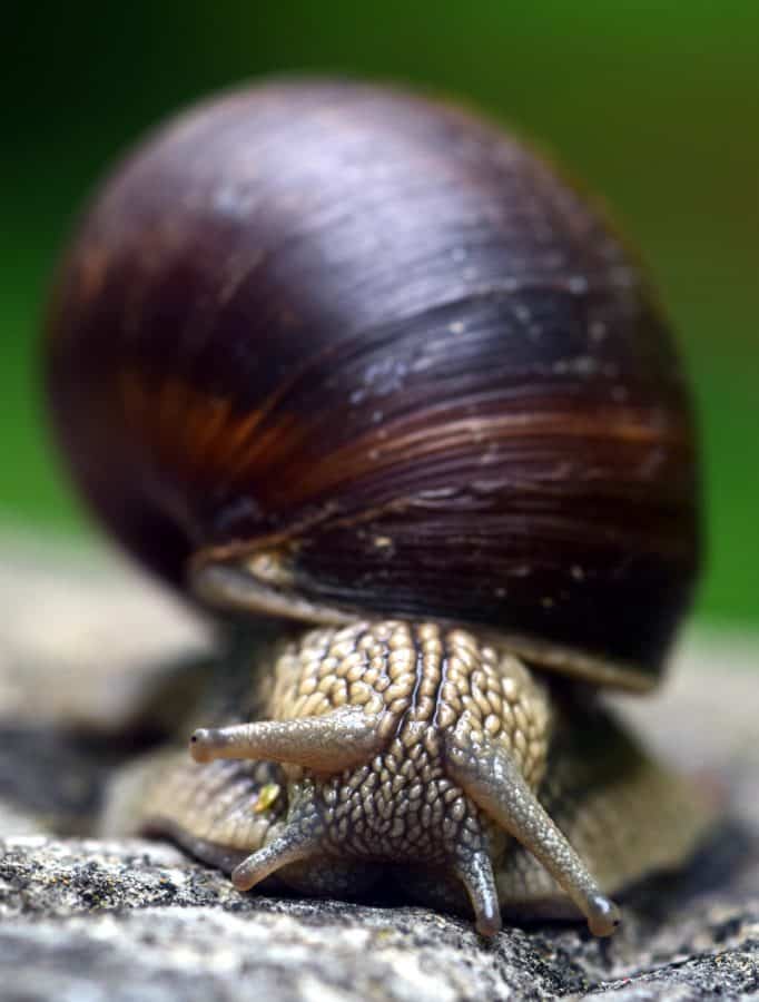 slimák, zvieratá, shell, gastropod, bezstavovcov, Záhrada