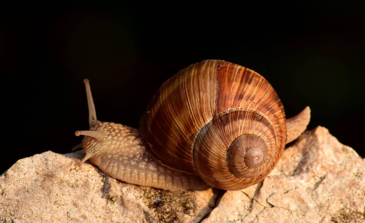 snail, brown, invertebrate, animal, stone, shell, nature