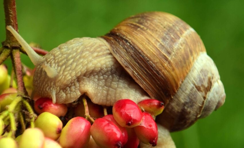 Free picture snail, animal, plant, berry, fruit, nature, invertebrate