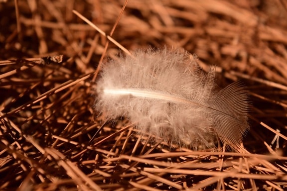 feather, nest, dry, grass, daylight, summer