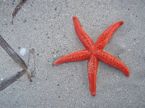 морска звезда, природа, брега на морето, пясък, безгръбначни, плаж